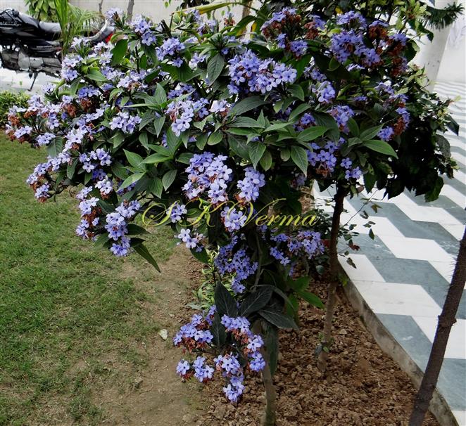  Plant